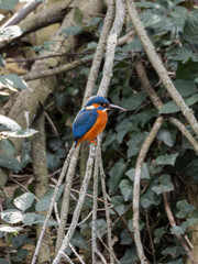 Eisvogel auf ast 