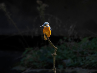 Eisvoge auf ast spitze 