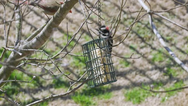 Female Northern Cardinal and a Downy Woodpecker share a suet bird-feeder during late-winter in South Carolina. Slow Motion. Clip C