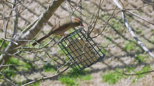 Female Northern Cardinal eating at a suet bird-feeder during late-winter in South Carolina. Slow Motion. Clip A