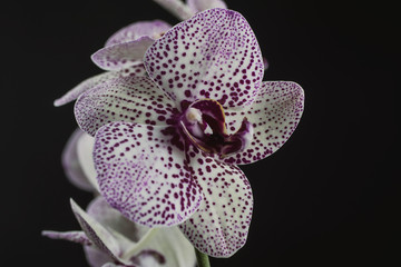 White Orchid with purple dots on a dark background in fog and rain with a beautiful bokeh