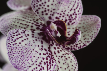 White Orchid with purple dots on a dark background in fog and rain with a beautiful bokeh