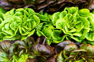 Fresh Green Healthy And Organic Salad In Vegetable Market. Macro photo