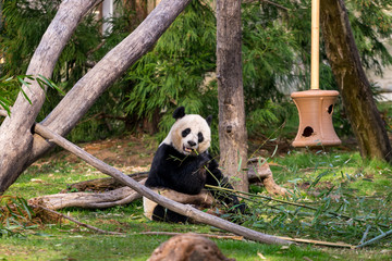 Panda Bear eating Bamboo at the Zoo