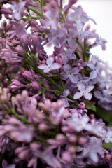 Spring flowering lilac. Bouquet of purple lilac in a white vase on a white background close-up. Selective focus. 