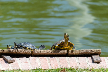 Turtles in a city garden © lenaivanova2311