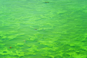 Ecological crisis. Swampy green dirty lake. Green algae pollution on a water surface. Ecological concept