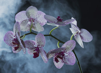 White Orchid with purple dots on a dark background in fog and rain with a beautiful bokeh