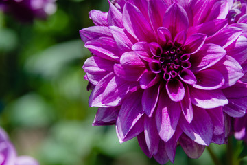 Violet aster flower on a blurred background