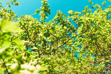 Green foliage against the blue sky. Summer sunny day