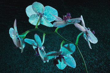 White Orchid with purple dots on a dark background in fog and rain with a beautiful bokeh