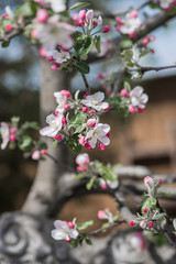 flowering apple trees in spring