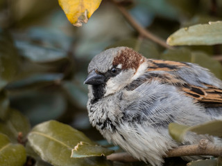 Spatz Hausssperling nahaufnahme