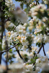 flowering apple trees in spring