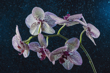 White Orchid with purple dots on a dark background in fog and rain with a beautiful bokeh