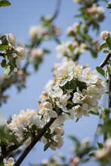 flowering apple trees in spring