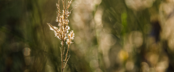 AUTUMN COLORS - Grass in a forest clearing in the sunshine