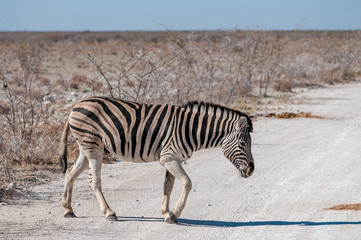 A Burchell's Plains zebra -Equus quagga burchelli- crossing a road in Etosha National Park, Namibia.
