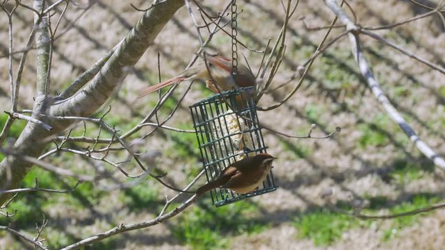 Female Northern Cardinal and Carolina Wren sharing a meal at a suet bird-feeder during late-winter in South Carolina. Slow motion. Clip D