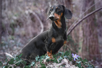 portrait of a beautiful and proud Dachshund dog, black and tan, stands on a stone covered with ivy and spring flowers in the forest.
