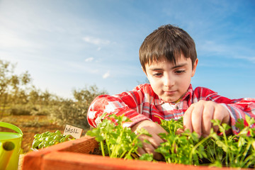 child planting aromatic plants