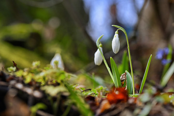 Snowdrops in morning spring forest