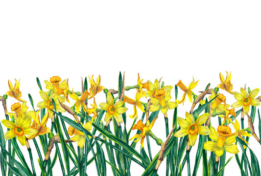 Seamless border of realistic yellow narcissuses on stems with leaves in chaotic order. Wild meadow spring flowers in natural growth. Watercolor hand painted isolated elements on white background.