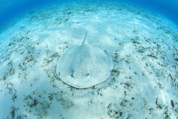 Porcupine ray