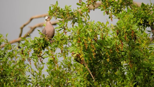 Slow movement around light brown Dove and Red-faced mousebird feeding in Common Wild Currant tree, still close up shot