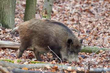Alert wild boar, sus scrofa, standing fierceful on a forest in autumntime. View of dangerous...