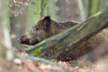 Alert wild boar, sus scrofa, standing fierceful on a forest in autumntime. View of dangerous aggressive mammal in wilderness. Concept of animal danger in nature.