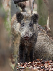 Alert wild boar, sus scrofa, standing fierceful on a forest in autumntime. View of dangerous aggressive mammal in wilderness. Concept of animal danger in nature.