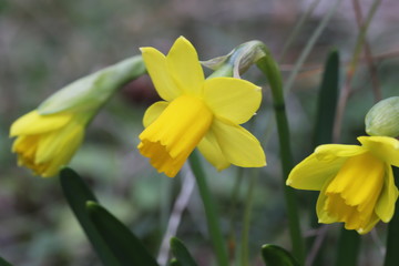 ミニスイセン（テターテート）の黄色い花