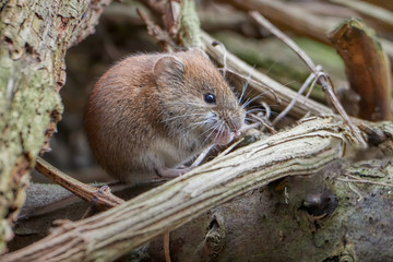 Common Vole (Myodes glareolus; formerly Clethrionomys glareolus). Small vole with reddish-brown fur eating seeds