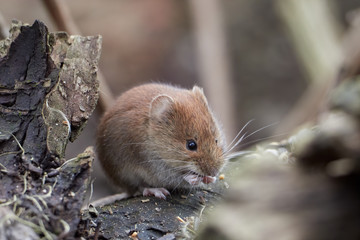 Common Vole (Myodes glareolus; formerly Clethrionomys glareolus). Small vole with reddish-brown fur eating seeds