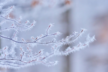 Tree branches beech in frosty hoarfrost Branch in white hoarfrost. Frost. Late fall. Winter. Prickle. Field grass in hoarfrost. Slovakia landscape.