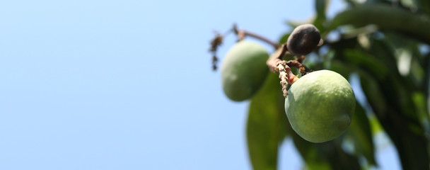 Mango fruit and leaves at Mango tree with blue sky background.