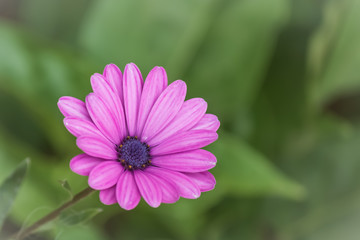 Obraz premium pink cosmos flower