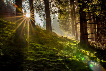Fototapeta Sonnenaufgang im Wald obraz