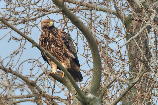 An aggressive eastern imperial eagle or aquila heliaca sitting on a tree branch.