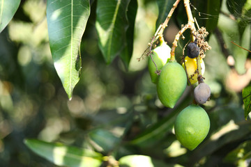 Closeup of Mangoes hanging,mango field,