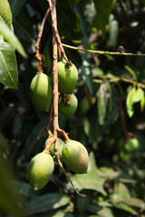Obraz premium Mangoes on the tree,Fresh fruit