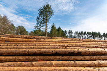 stacking of pine trunks