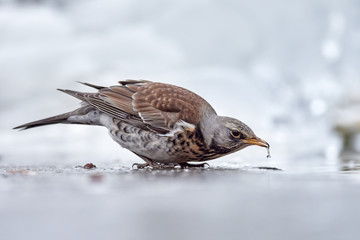 A snowy fieldfare (Turdus pilaris) drinking from a shallow pool of open water in winter.