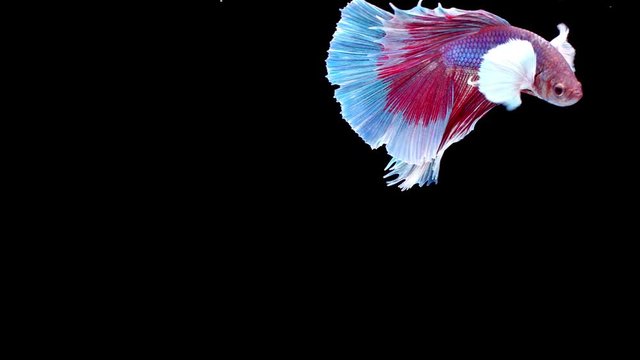 slow motion of Siamese fighting fish (Betta splendens), well known name is Plakat Thai