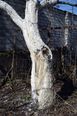 Spring seasonal work. Painting, whitewashing of tree trunks with lime to protect against pests. Crop protection. Spring whitewashing of trees. Typical Spring Country Landscape