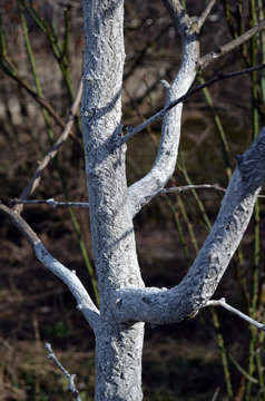 Spring seasonal work. Painting, whitewashing of tree trunks with lime to protect against pests. Crop protection. Spring whitewashing of trees. Typical Spring Country Landscape