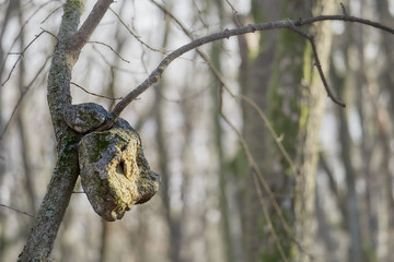 Tree that grows through stone. Slovakia landscape.