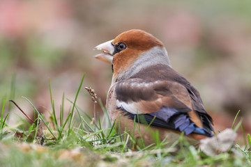 Beautiful songbird, Hawfinch (Coccothraustes coccothraustes), brown songbird sitting in the grass, bird in the nature habitat, spring - nesting. Cute bird.