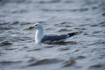 Fototapeta premium Caspian gull Larus cachinnans on river Volga
